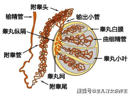 关于男女产生的生殖细胞分别是什么的信息-第1张图片-鲸幼网