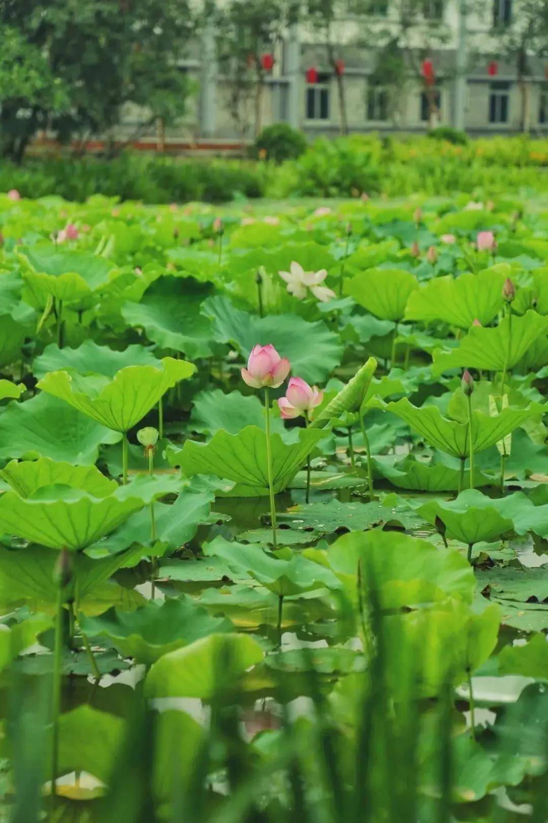 多图"剧透"莲塘古村荷花初绽,此时不赏更待"荷"何时!
