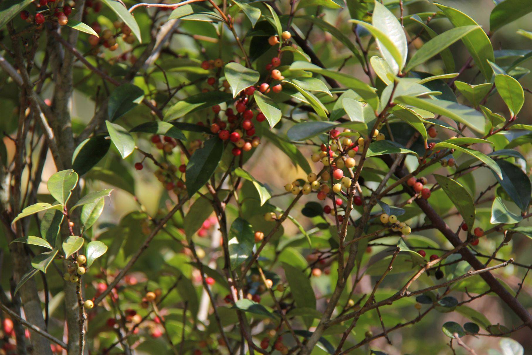庆元植物1151冬青科冬青属铁冬青