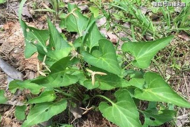 农村珍贵又稀少的犁头草,别看长的不起眼,其实全身都是宝