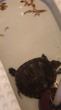 【厕所搞笑图片】鱼缸坏了只能先这样委屈你了 可怜的乌龟哈哈
