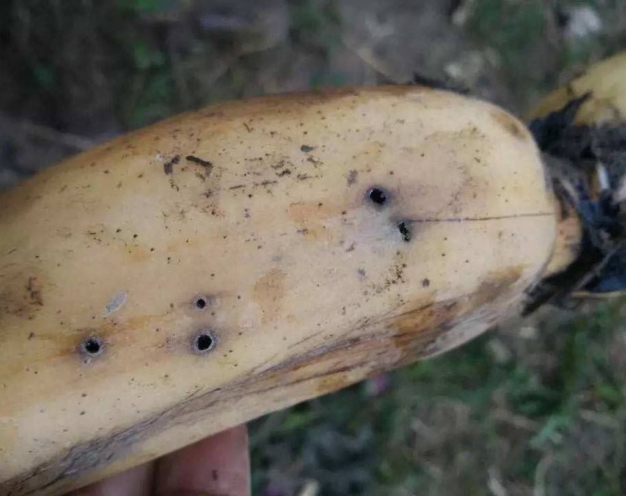 莲藕地蛆用什么药防治掌握虫害发生特点用3个方法高效防治