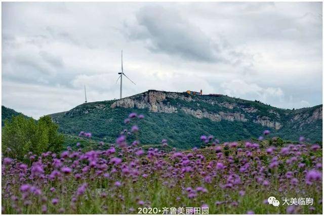 临朐九山宋香园已成花的海洋