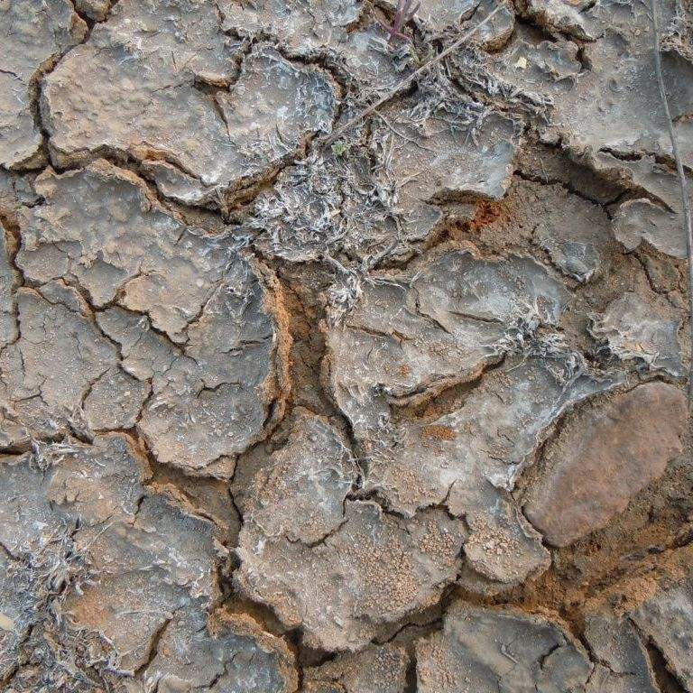 土壤恶化后施肥注意事项,科学使用肥料,改良土壤板结_手机搜狐网