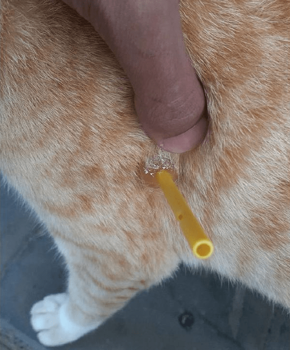 网友发现橘猫身上插着根棍子以为有人虐猫扒开伤口看笑了