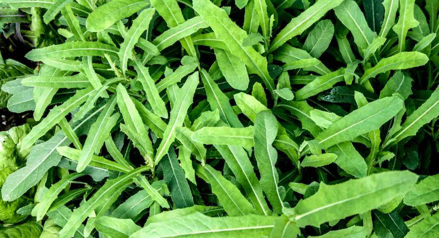 枸杞苗枸杞苗又叫甜菜,枸杞尖.