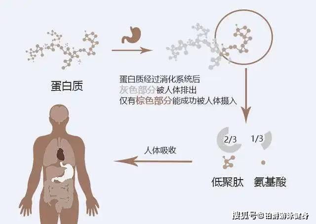 每天都在吃蛋白,但你真的瞭解蛋白質嗎?