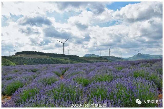 临朐九山宋香园已成花的海洋
