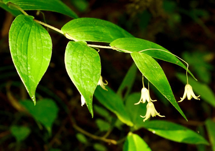 《本草綱目》認為其