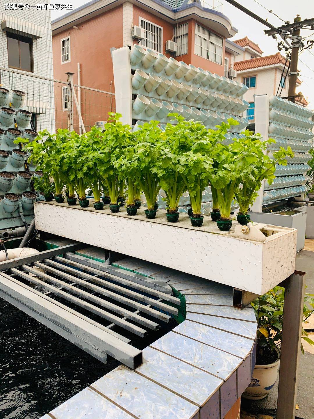 普通鱼缸轻松改造鱼菜共生,利用空间还能种菜养鱼