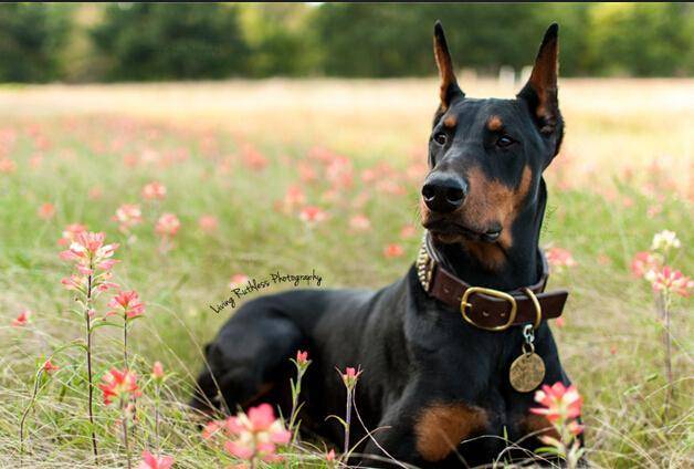 全球公认的三大帅气,高颜值狗,有你家的爱犬吗?