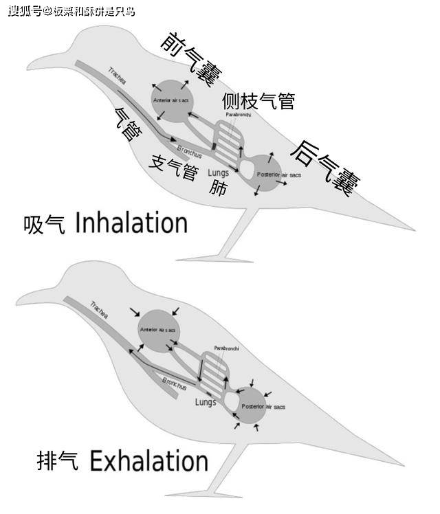 鸟类飞行原理图片