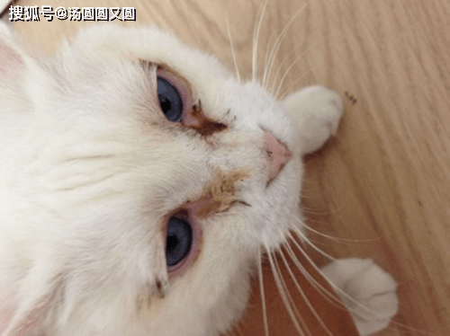 个人养宠经验分享小猫眼睛分泌物褐色橘猫眼睛里分泌物褐色