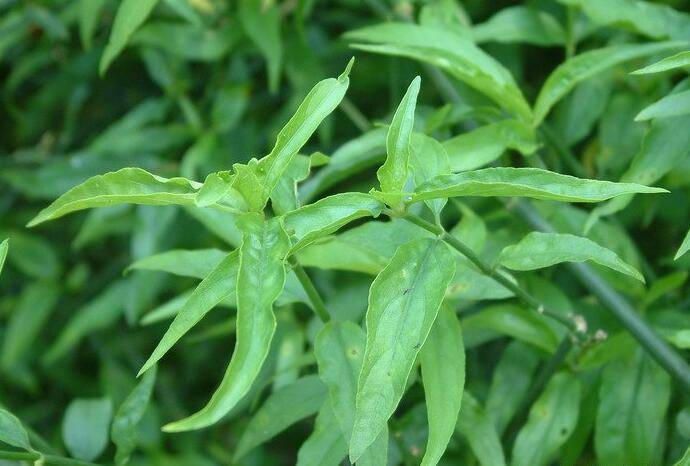 竹叶黄是什么花草?在农村它常用于治疗黄疸,肝腹水,来了解下呗