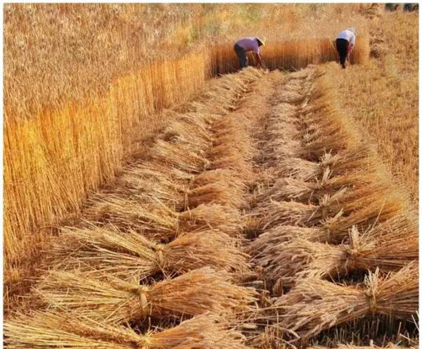 记忆:70年代收,打麦子的场景_手机搜狐网