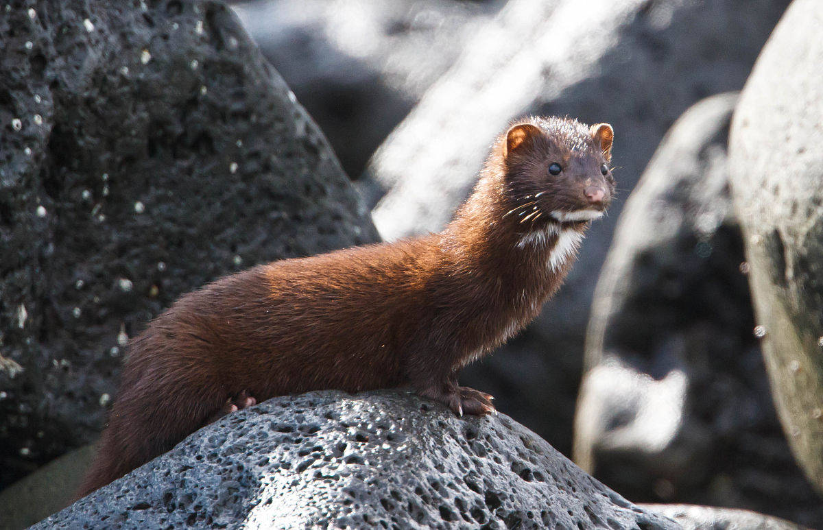 水貂被怀疑传播新冠病毒荷兰急用毒气群杀惹争议