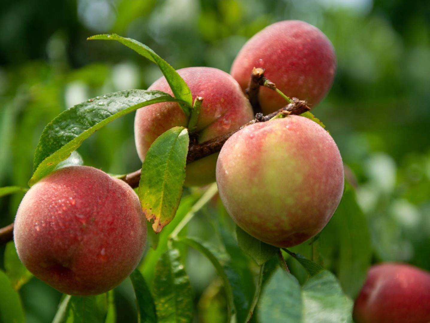 桃园挂满丰收果,桃农脸上露笑颜