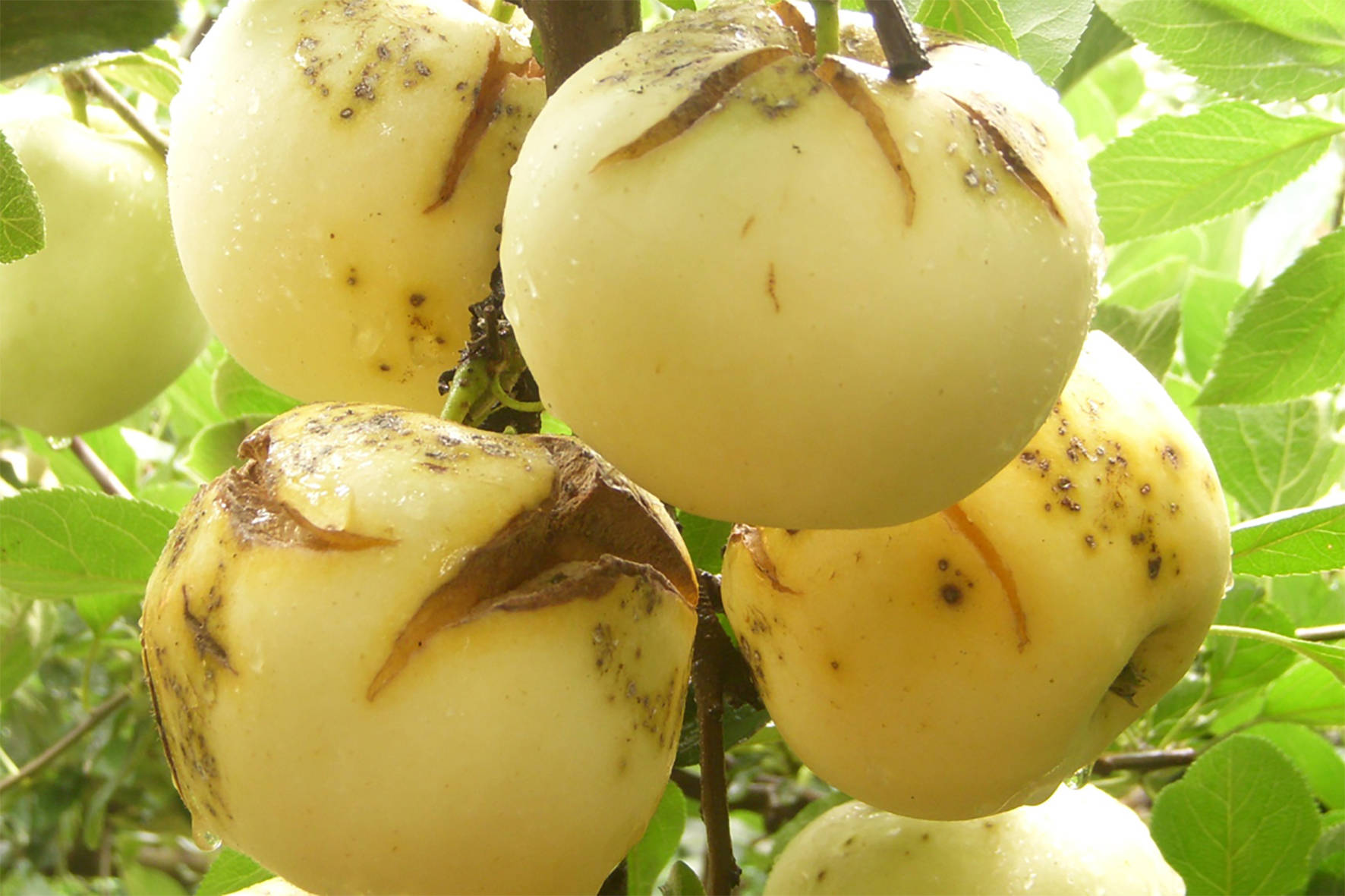 突然的大量水分供应加上果实的缺钙,是我们在苹果树上出现裂果的最