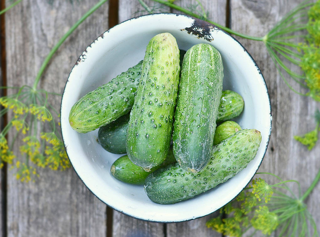 越夏黄瓜种植技术