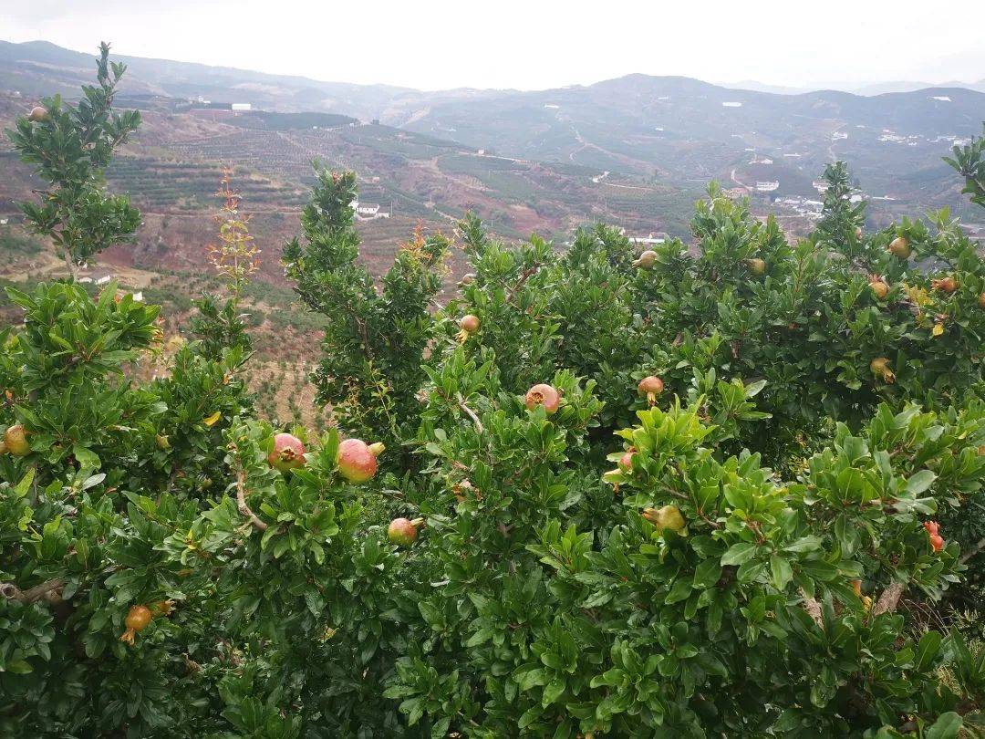 蓄力出击会理石榴拍卖中心正加速开展工作