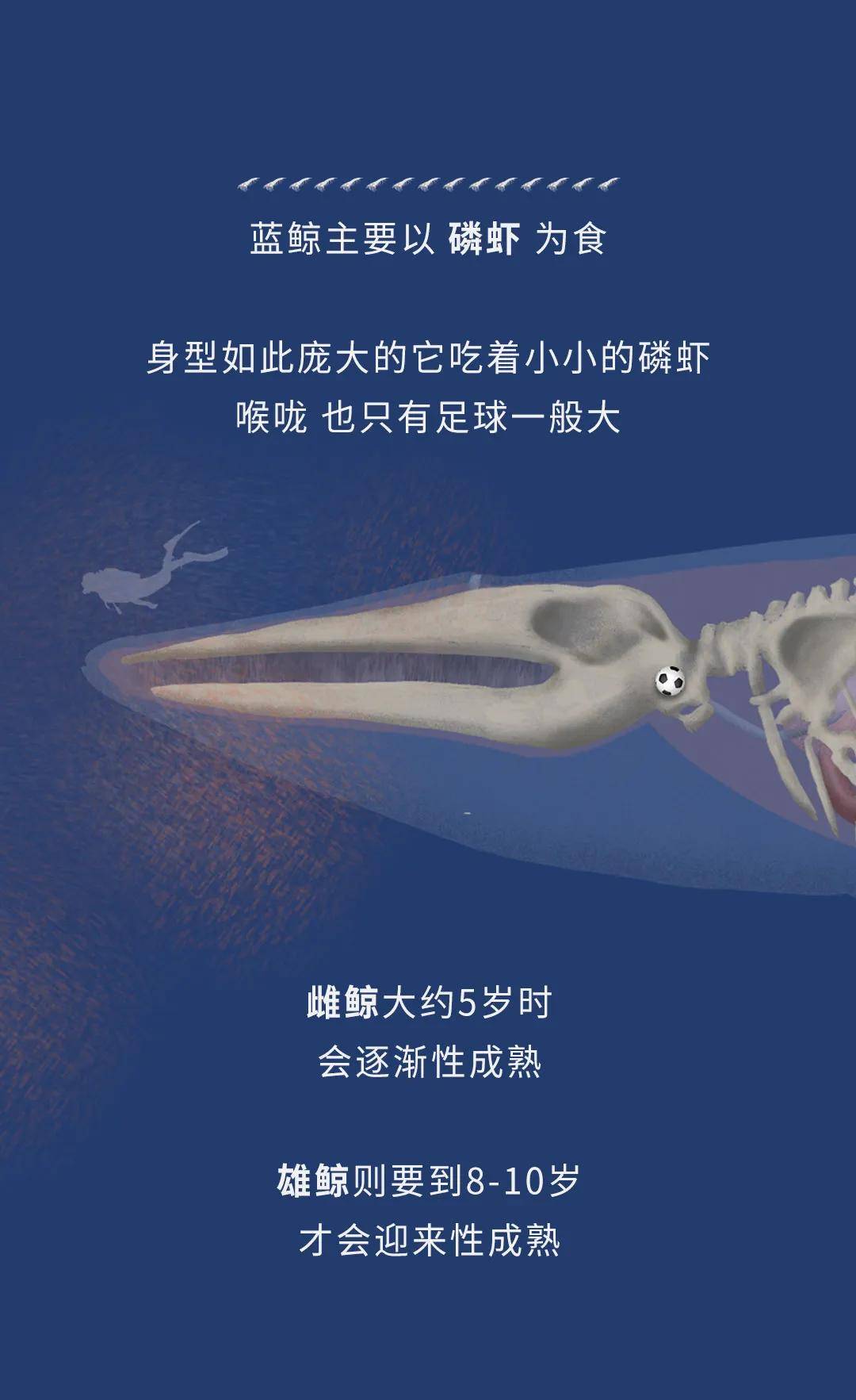蓝鲸的一生鲸落是什么