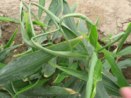 生姜蓟马危害和防治,打抗性蓟马用什么药好