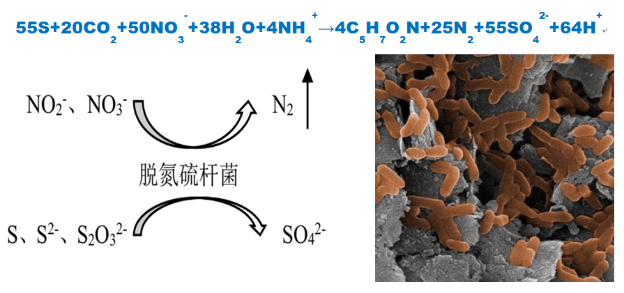 硫自養(yǎng)深度脫氮技術(shù)