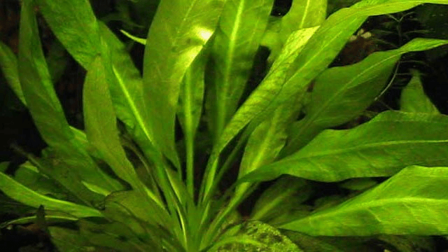 水生植物志