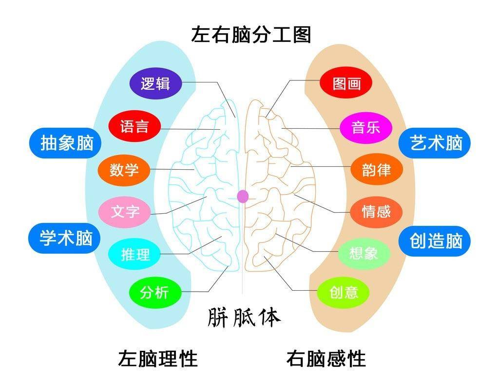 全脑教育