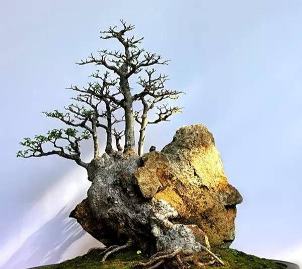 令人陶醉的山石盆景,百看不厌