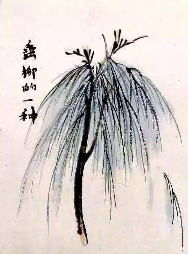 龙爪柳,一名杞柳