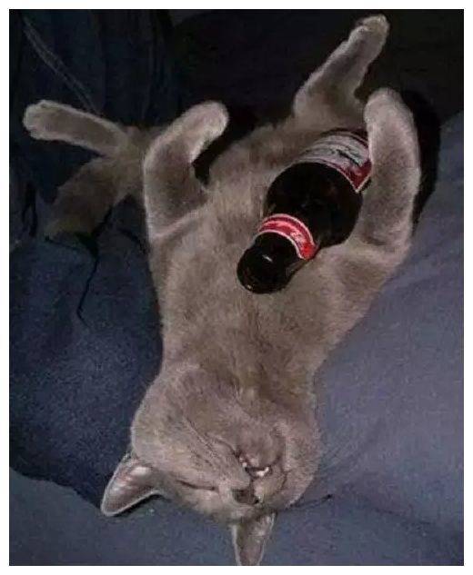 猫拿啤酒表情包图片