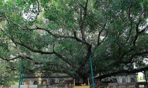 当年佛祖开悟时背后的那棵菩提树旁,还有一座高耸入云的佛塔,摩诃菩提