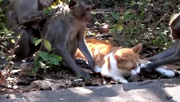 猴子侵犯猫图片