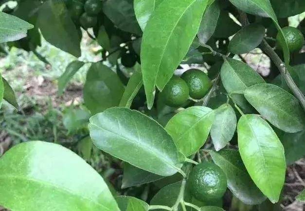 柑橘膨果期,千万别忽视了中微量元素的补充