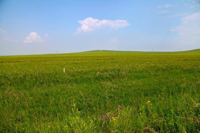 草原上植物种类繁多,它们可以在不同的时间和温湿度下成长,让