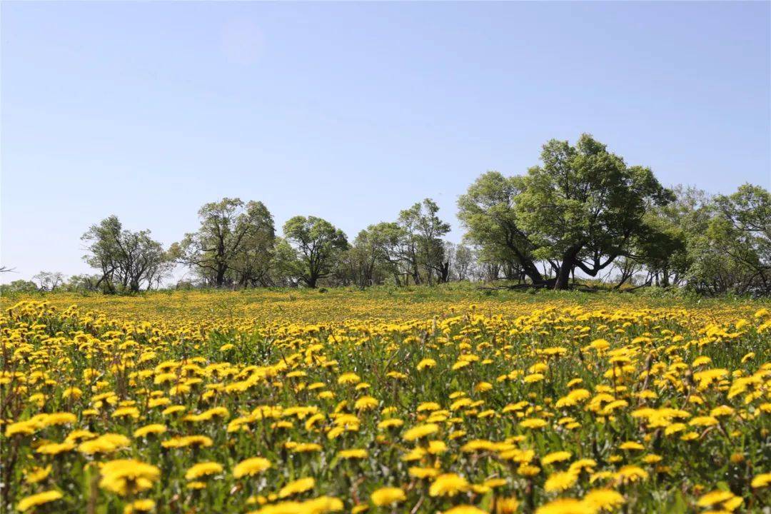 长白山森工集团——最美高山天然蒲公英花园鲜花怒放