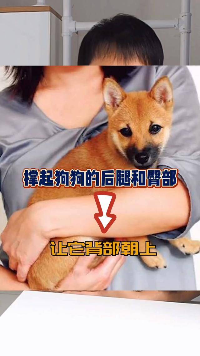正确抱狗的姿势是怎样的?_狗狗