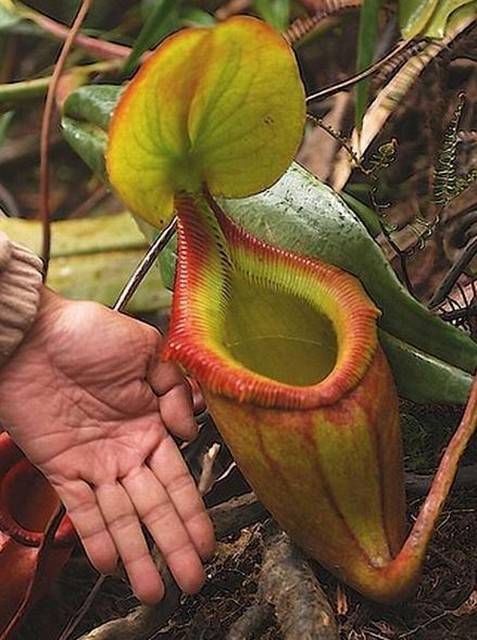 世界上最"神奇"的植物,能够吃掉一只老鼠,看到一定要避开!