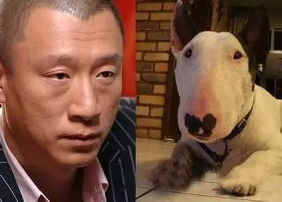 撞脸孙红雷的牛头梗为什么会被禁养原因有4个