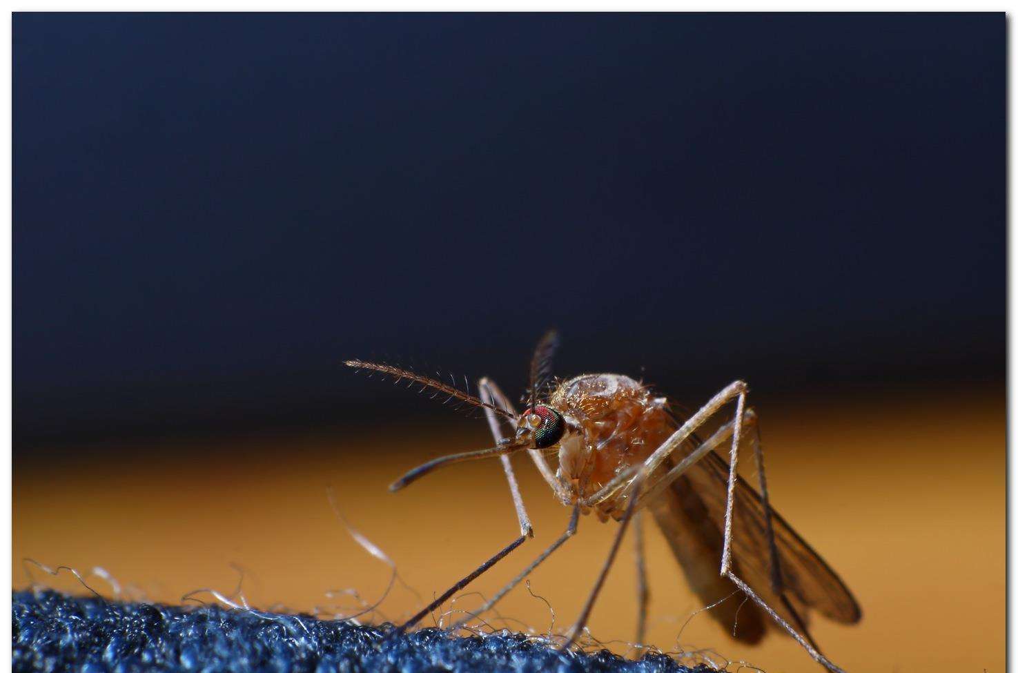 原创为解决蚊子传播疾病问题,美国将释放百万转基因蚊子,遭严厉批评