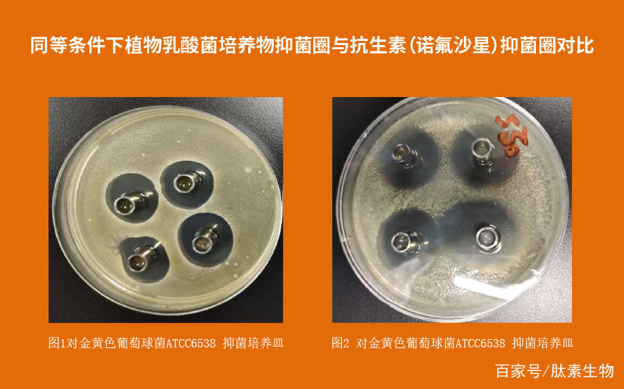 肽素生物通过微生物实验(牛津杯抑菌实验),证明了在同等条件下,肽素