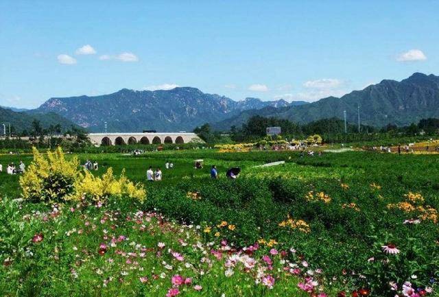 原創北京昌平七孔橋花海郊遊打卡拍照好去處但美中不足有三點