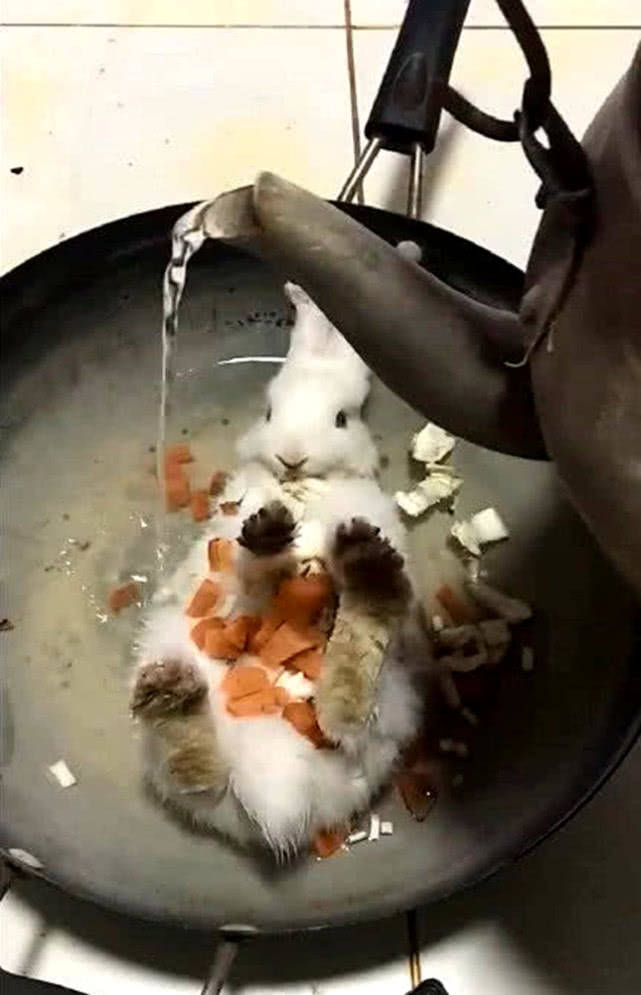 原创兔子经常在家捣乱,被主人丢锅里吓唬,看到反应主人差点气晕