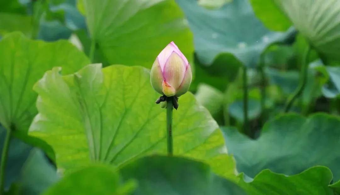 一年四季从不缺花看 正所谓"春赏樱花夏赏荷 这个季节 荷花"上线"了!