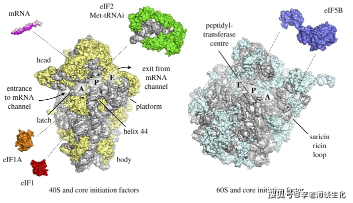 真核生物核糖体亚基及部分翻译起始因子