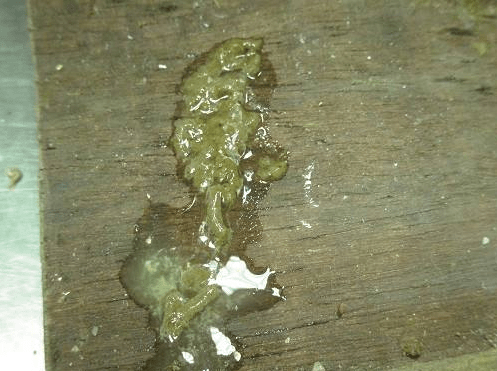 鸽子很瘦不吃食拉绿水便怎么办新引进的种鸽更要在意细节