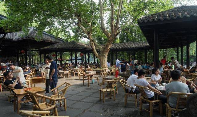 为什么只要一出太阳成都人民公园这棵梧桐树下就会摆满椅子