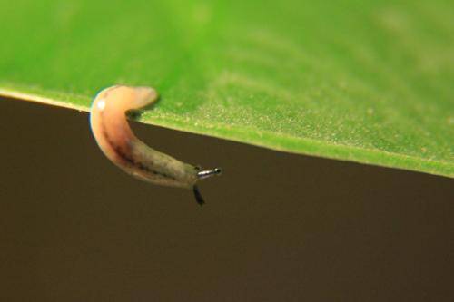 你知道野蛞蝓就是鼻涕虫吗刮食猕猴桃嫩芽幼苗危害严重咋防治