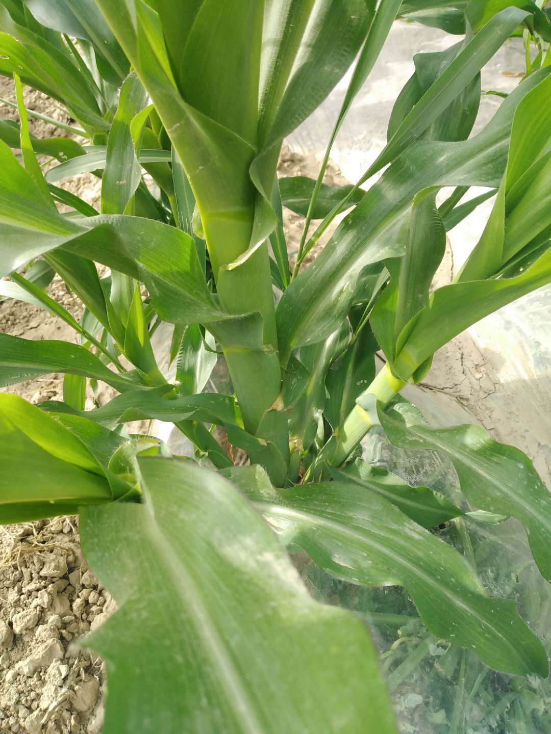 玉米苗期分蘖要不要掰?听种植专家讲,很多农友都搞错了_手机搜狐网